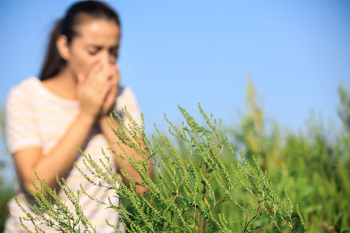 Alergia la ambrozie: cauze, simptome, tratament