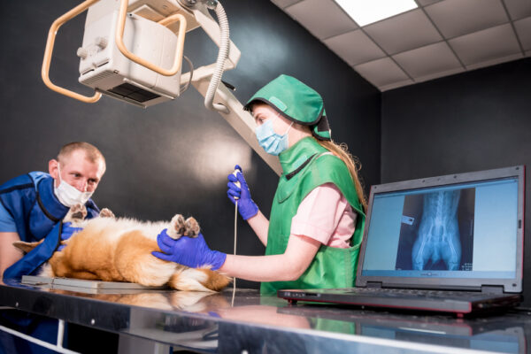 Cum sprijină PartnerVet diagnosticul prin servicii moderne de radiologie veterinară